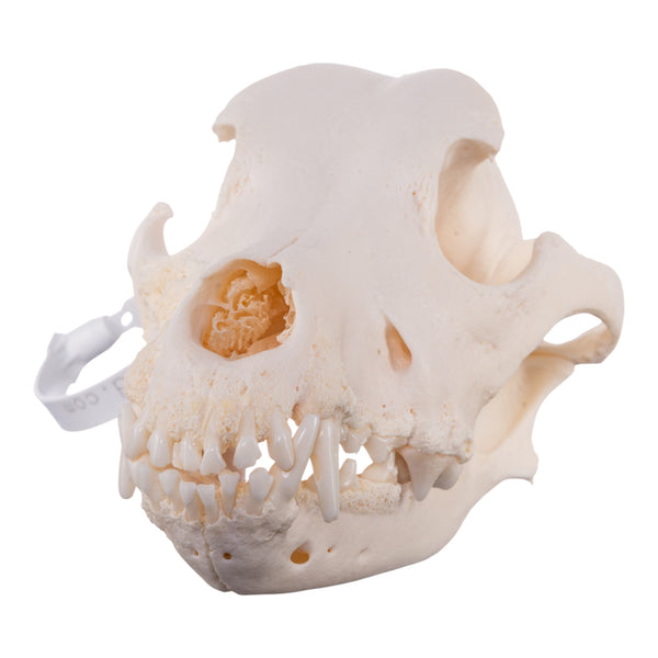 Real Domestic Dog Skull - Pathology