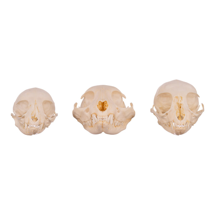 Real BagODomestic Cat Skulls For Sale — Skulls Unlimited