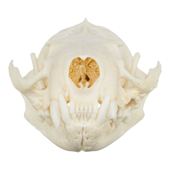Real American Mink Skull - Periodontal