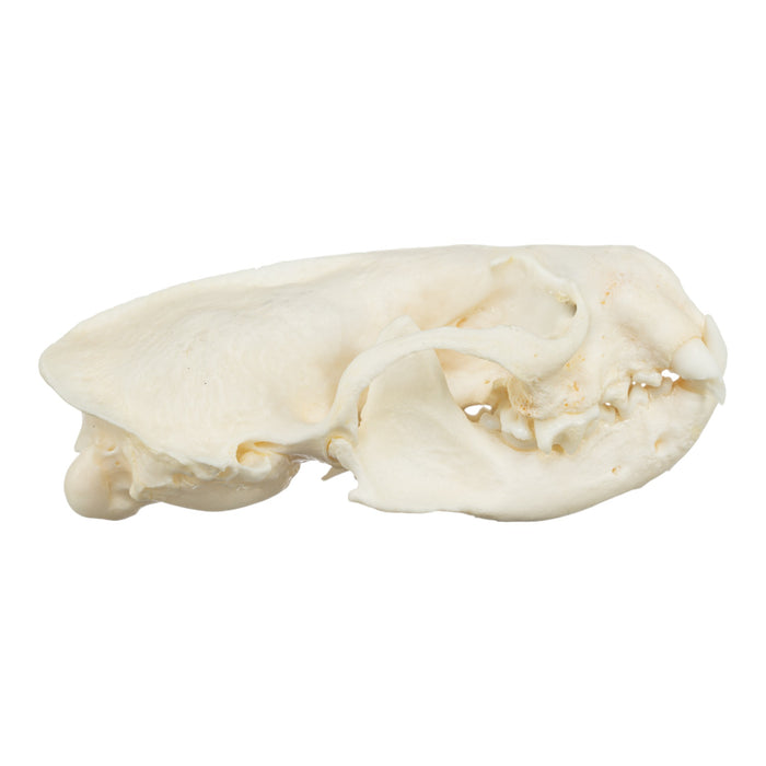 Real American Mink Skull - Periodontal