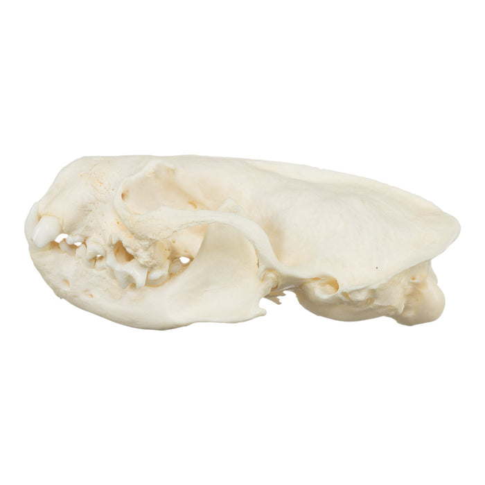 Real American Mink Skull - Periodontal