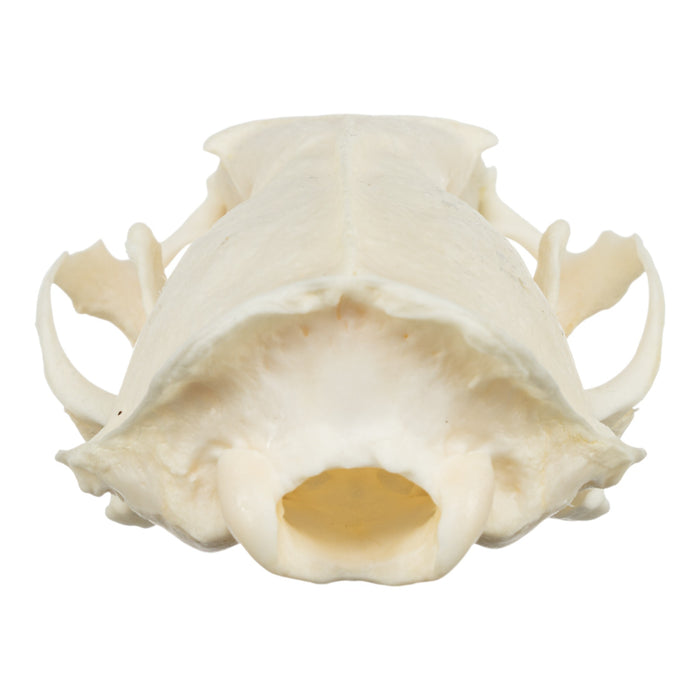 Real American Mink Skull - Periodontal