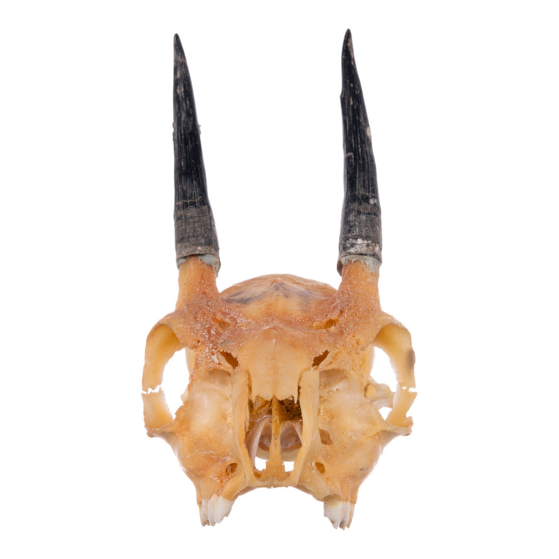 Real Steenbok Skull