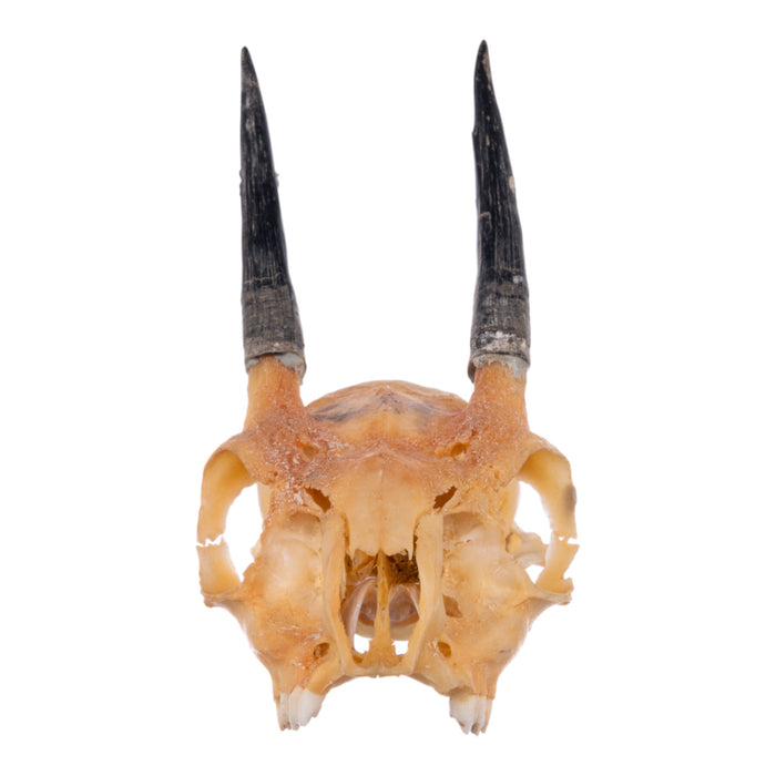 Real Steenbok Skull