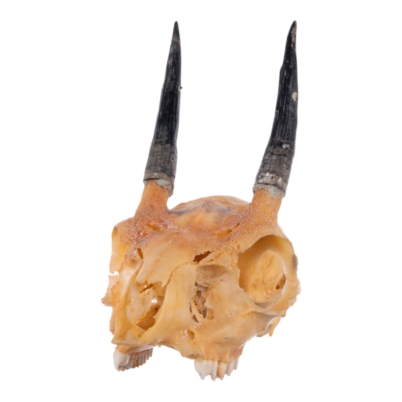 Real Steenbok Skull