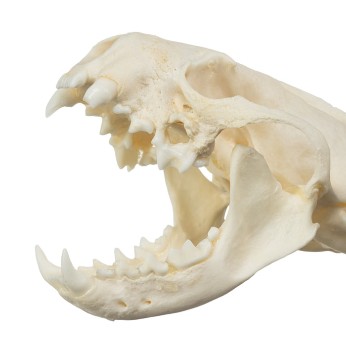 Real American Mink Skull - Periodontal