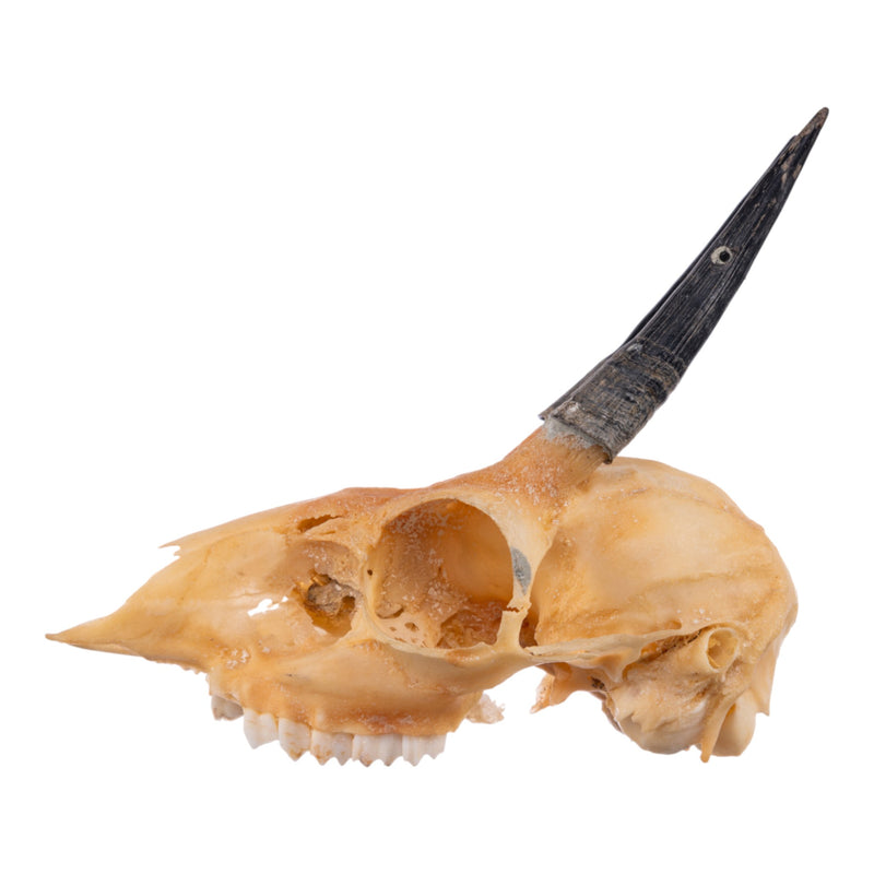 Real Steenbok Skull