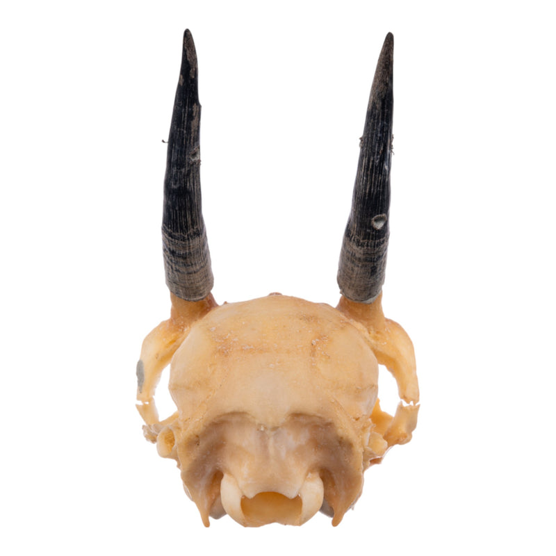 Real Steenbok Skull