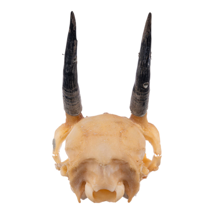 Real Steenbok Skull