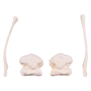 Replica Killer Whale Skull