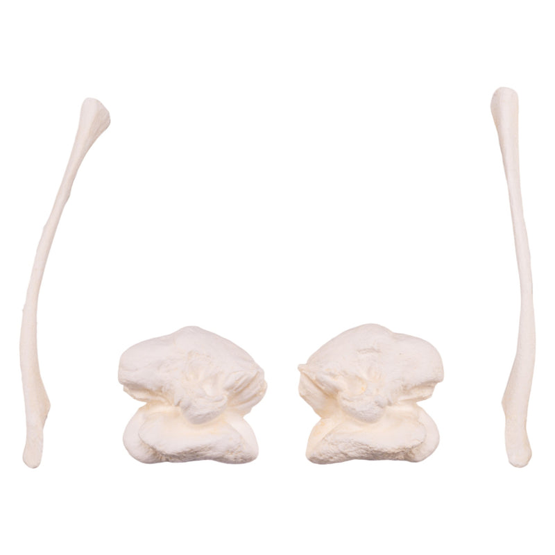 Replica Killer Whale Skull