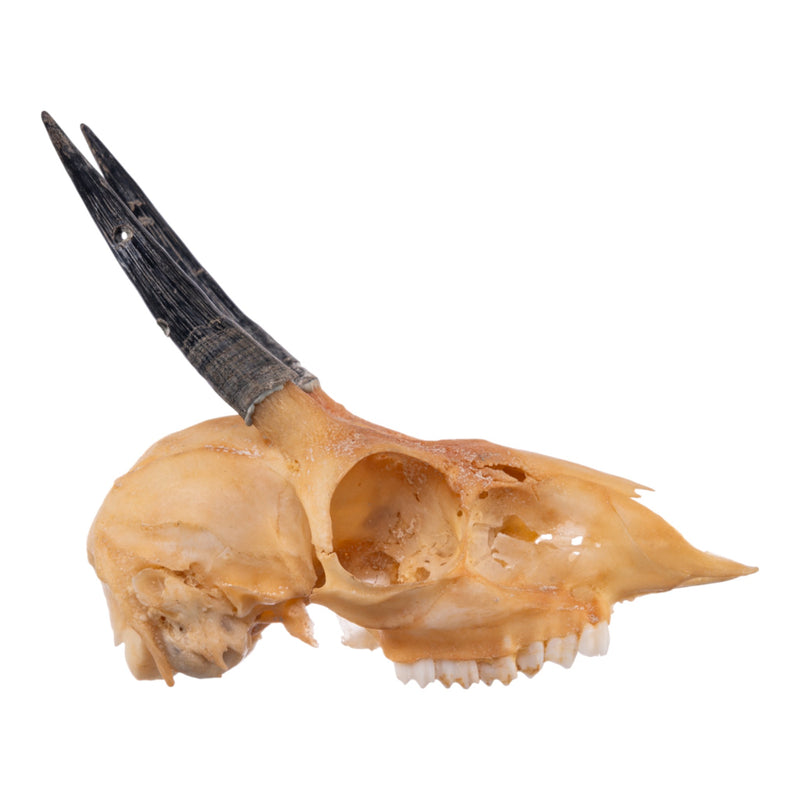 Real Steenbok Skull