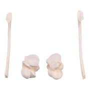 Replica Killer Whale Skull