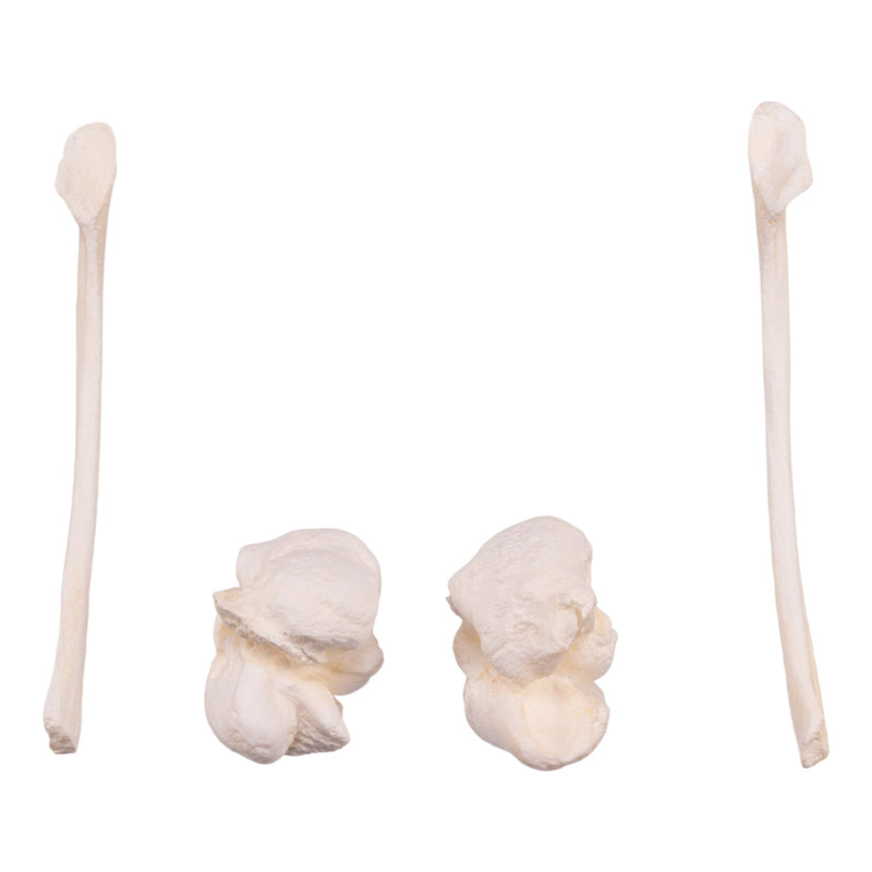 Replica Killer Whale Skull