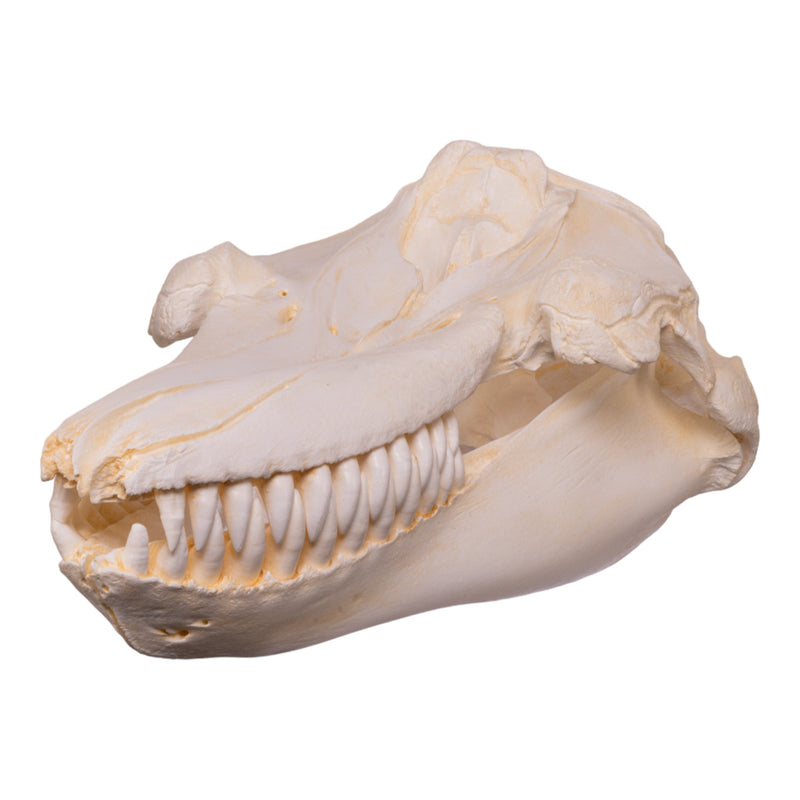 Replica Killer Whale Skull