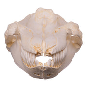 Replica Killer Whale Skull