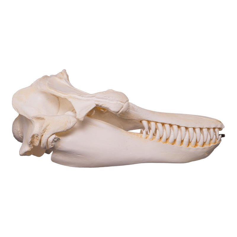 Replica Killer Whale Skull