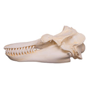 Replica Killer Whale Skull