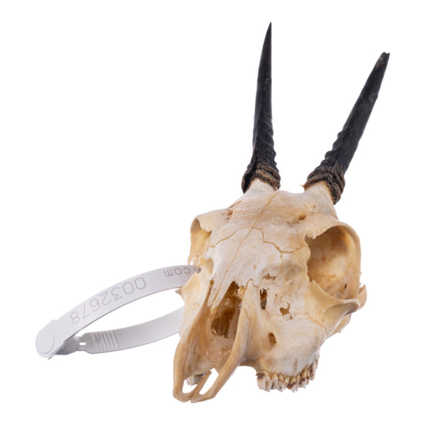 Real Common Duiker Skull