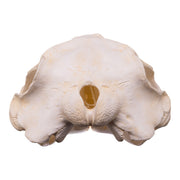 Replica Killer Whale Skull