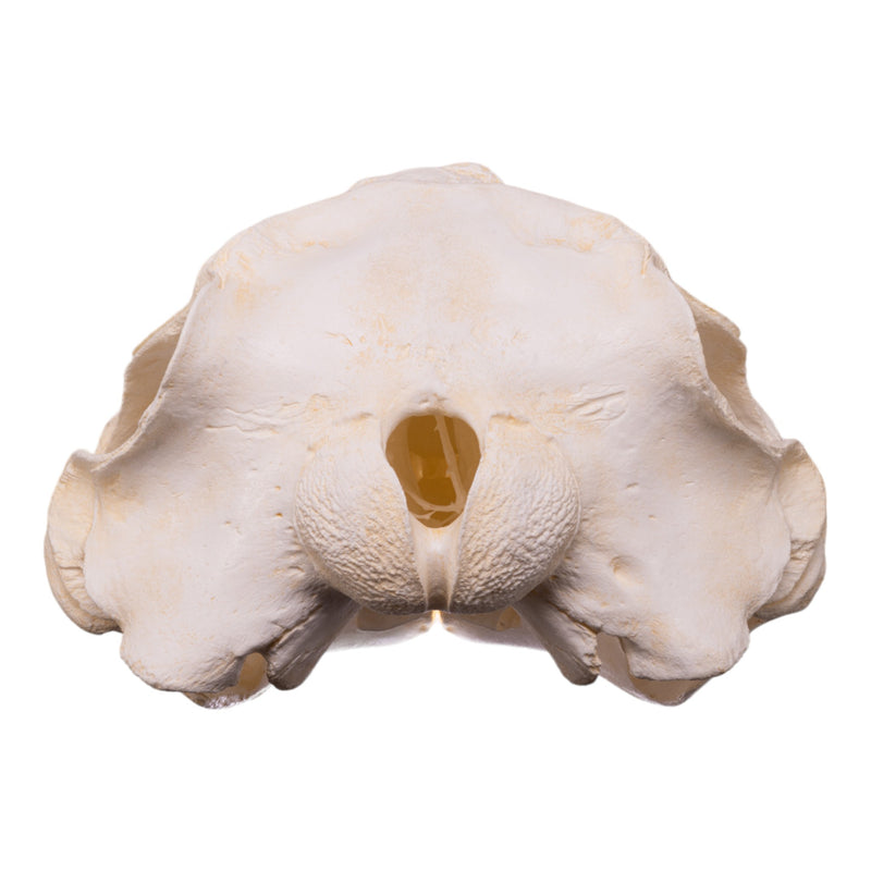 Replica Killer Whale Skull