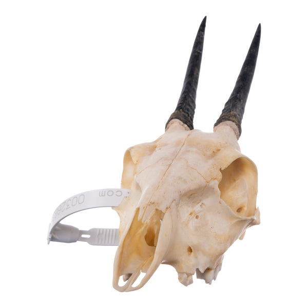 Real Common Duiker Skull