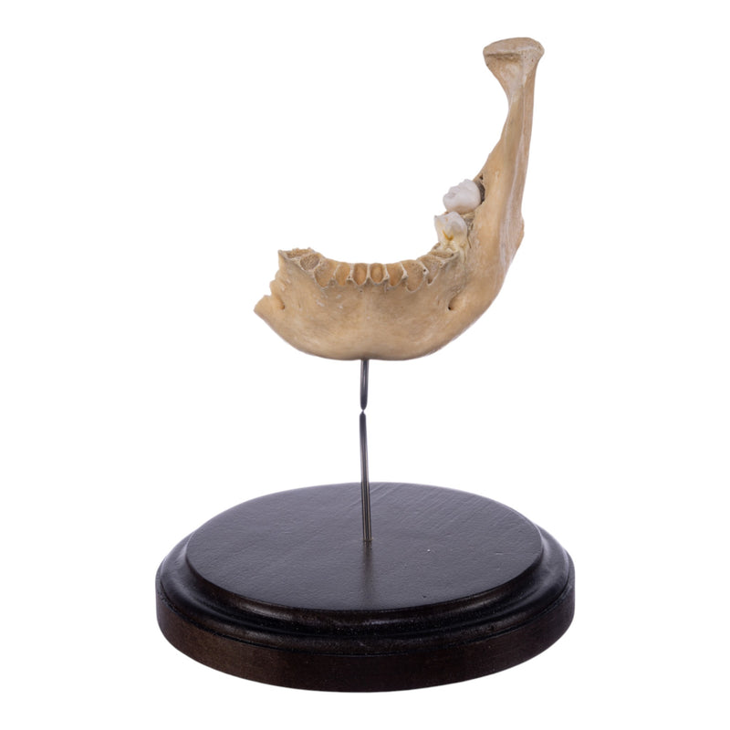 Real Human Partial Mandible On Stand