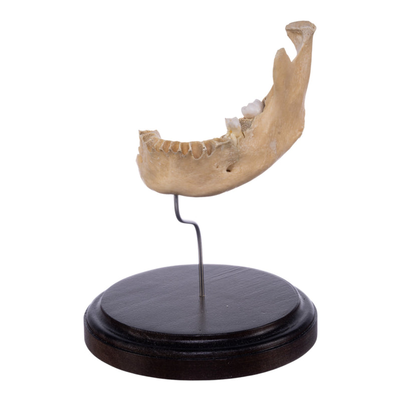 Real Human Partial Mandible On Stand