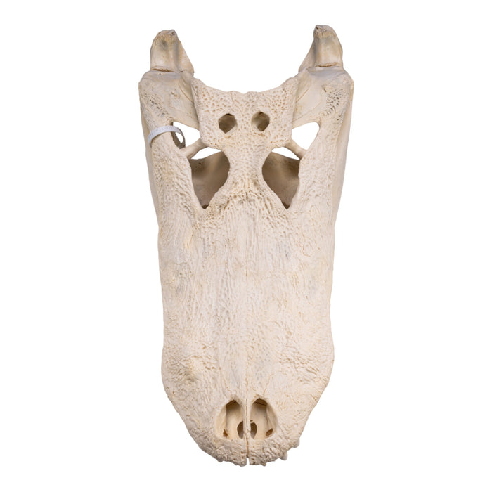 Real American Alligator Skull