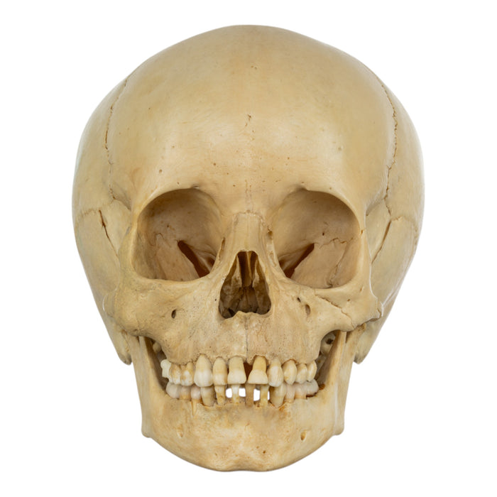Real Human Child Skull