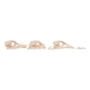 Real Bag-O-Turkey Skulls