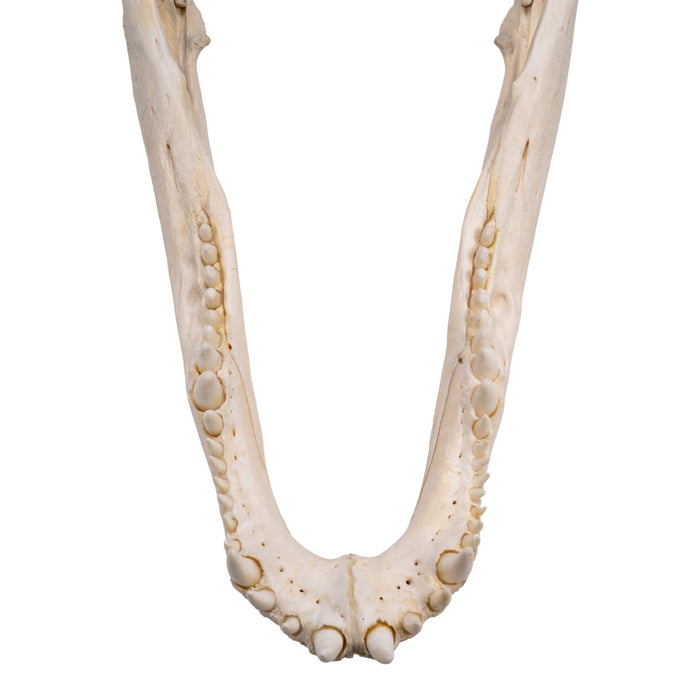 Real American Alligator Skull