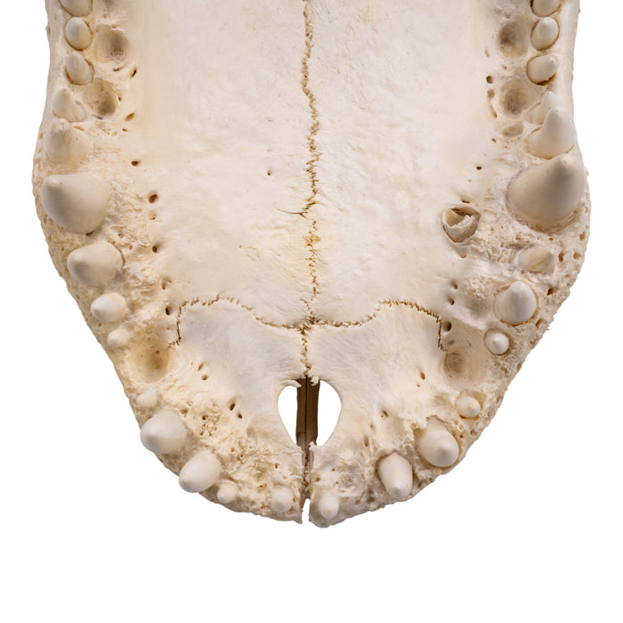 Real American Alligator Skull