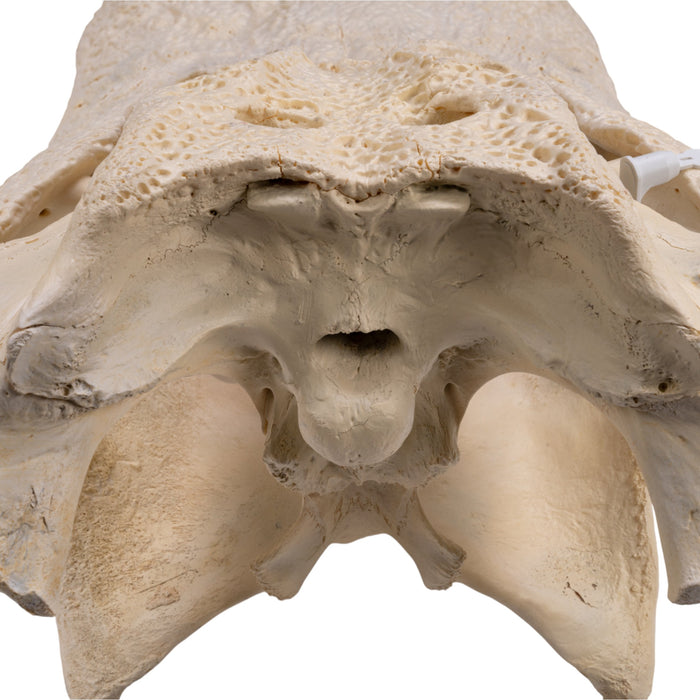 Real American Alligator Skull