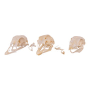 Real Bag-O-Turkey Skulls