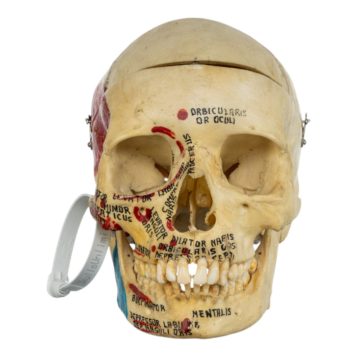 Real Human Painted Skull in Carrying Case