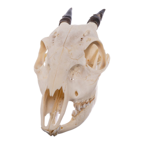 Real Bay Duiker Skull