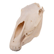 Real Horse Skull