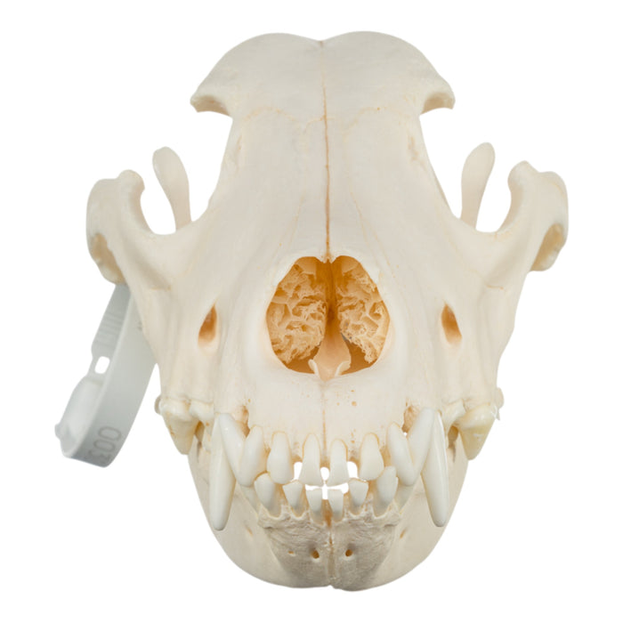 Real Domestic Dog Skull - German Shepherd (Periodontal)