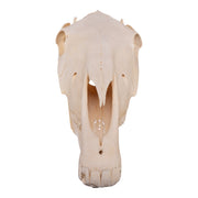 Real Horse Skull