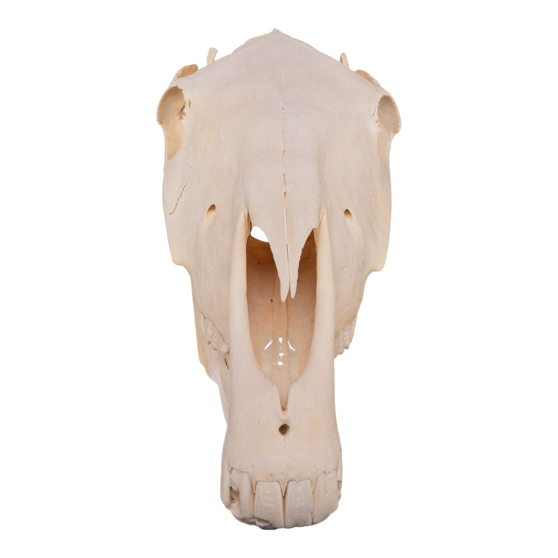 Real Horse Skull