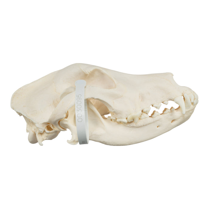 Real Domestic Dog Skull - German Shepherd (Periodontal)