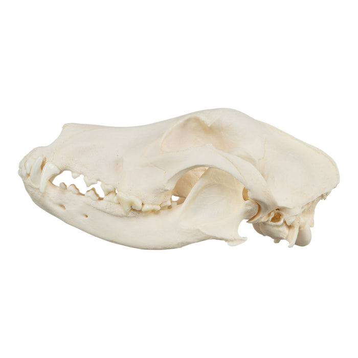 Real Domestic Dog Skull - German Shepherd (Periodontal)
