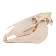 Real Horse Skull