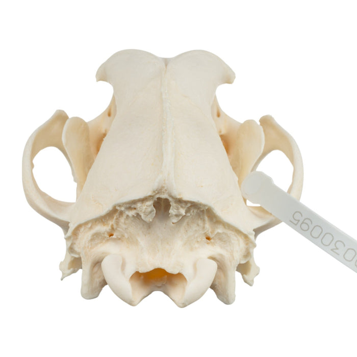 Real Domestic Dog Skull - German Shepherd (Periodontal)