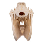 Real Horse Skull