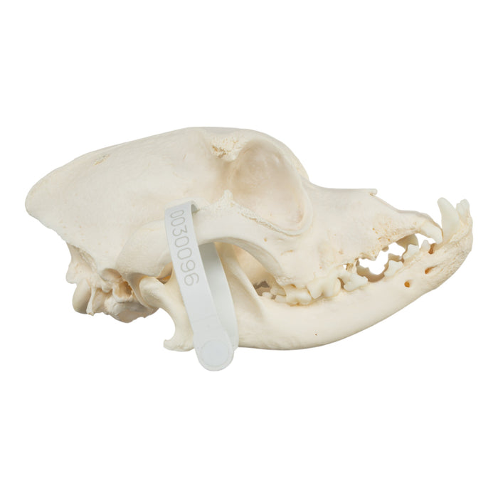 Real Domestic Dog Skull - Boxer