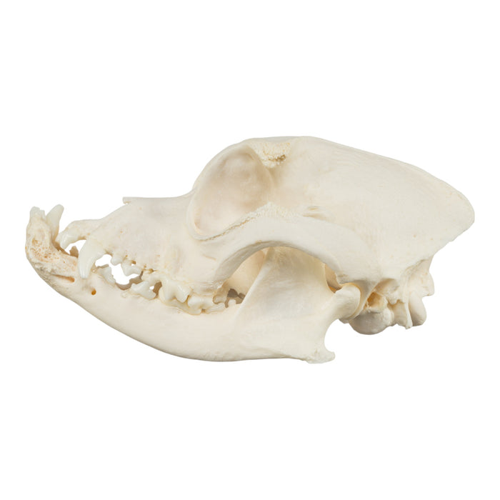 Real Domestic Dog Skull - Boxer