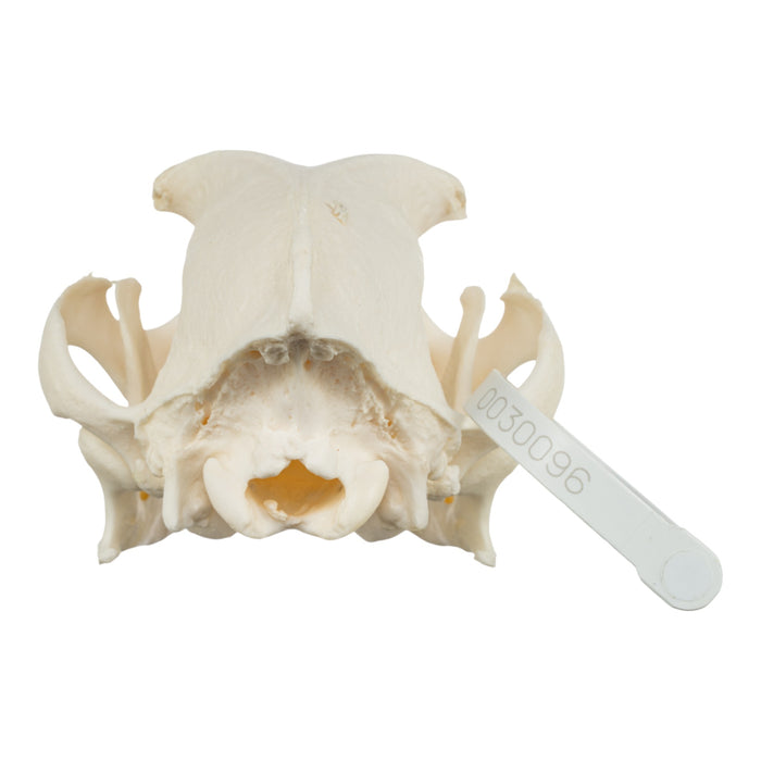 Real Domestic Dog Skull - Boxer
