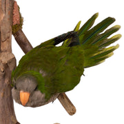 Real Monk Parakeet Full Body Mount by Jaron Villemarette